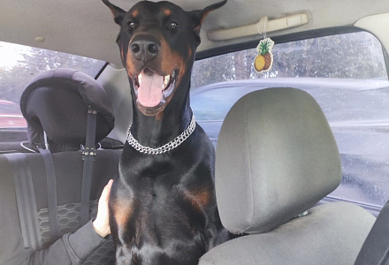 Пистолет изъят, доберман спасён, нарушения пресечены!